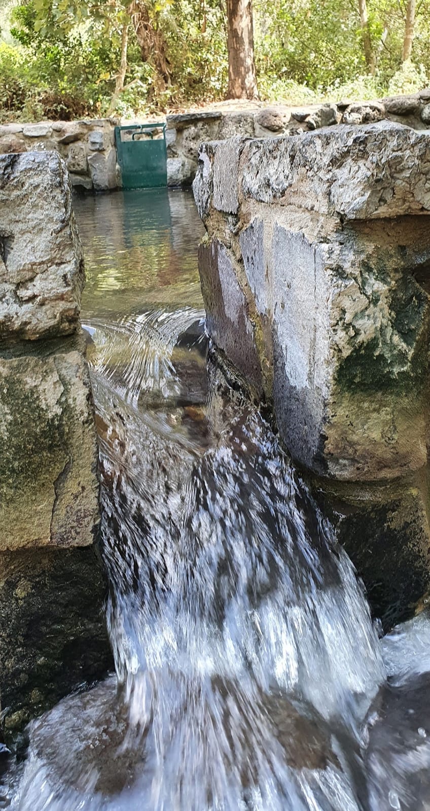 מעיינות עדן (עין סלוקיה) — מעיינות, תמונה 5