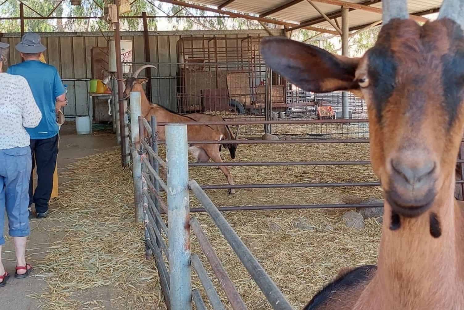 סיור אל החקלאות הקולינרית בגולן — סיורים קולינריים, תמונה 3
