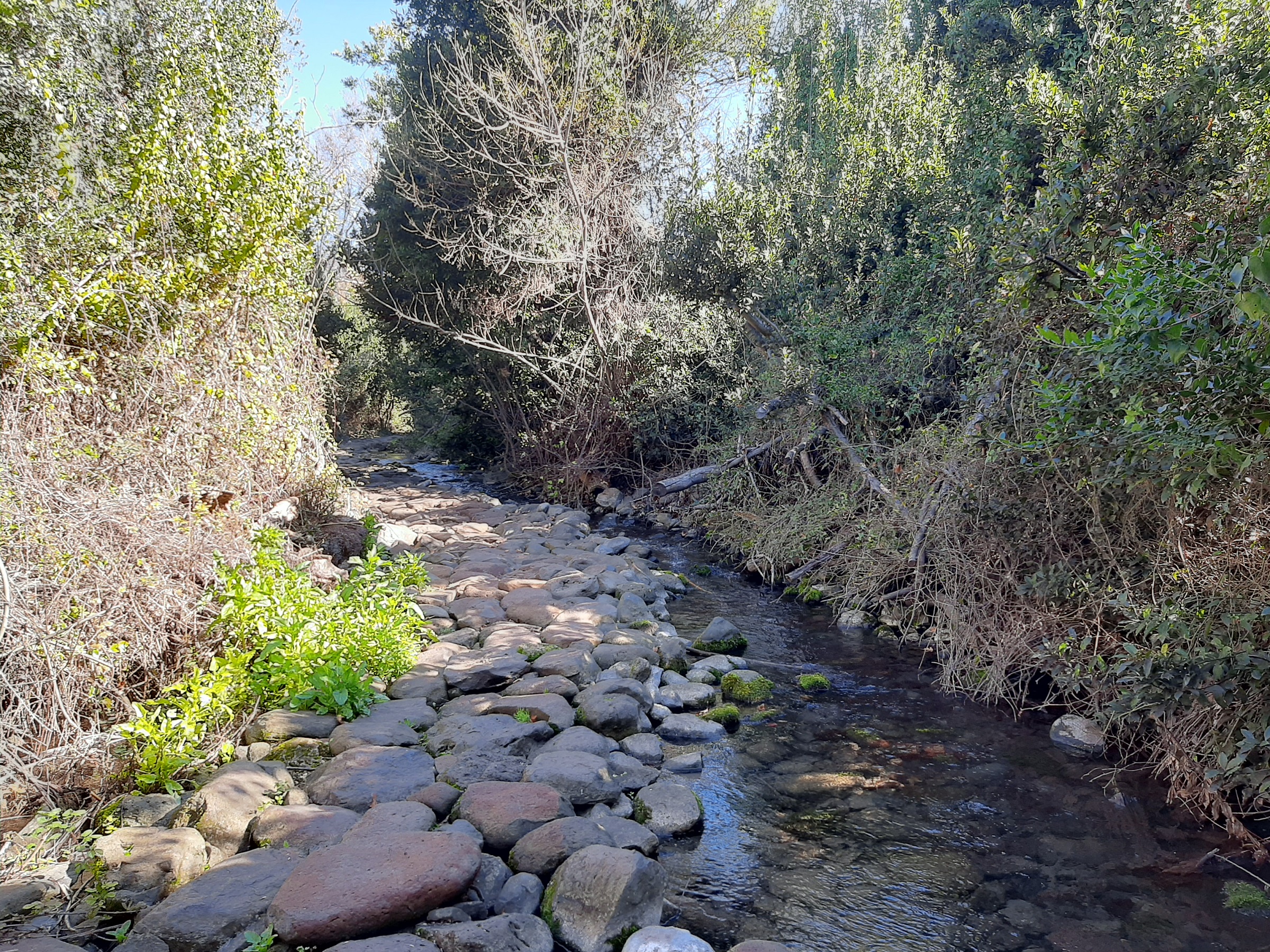 תל דן — שמורות טבע, תמונה 6